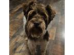 Adopt Quincy a Schnauzer