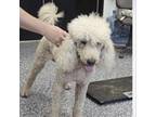 Adopt Pierre a Poodle, Golden Retriever