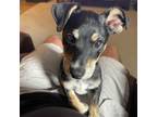 Adopt Murphy a Dachshund, Mixed Breed