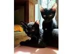 Bonus! Bombay Kitten Male