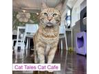 Adopt Walter a Domestic Short Hair
