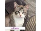 Adopt Rick a Snowshoe