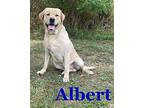 BIG ALBERT Labrador Retriever Adult Male