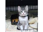 Poe Domestic Shorthair Kitten Male