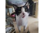 Adopt Stormy a Domestic Short Hair