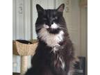 Adopt Poe a Domestic Long Hair