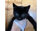 Reynolds Domestic Shorthair Kitten Male