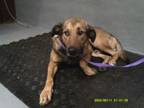 Adopt Baltazar a German Shepherd Dog, Labrador Retriever