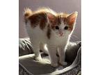 Kitten: River Domestic Shorthair Kitten Female