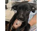 Adopt Skip a Pit Bull Terrier