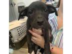 Adopt Spade a Pit Bull Terrier