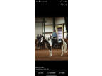 ARHA tri colored tibiano paint mare