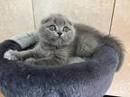 Scottish Fold Female
