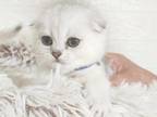 Scottish Fold Silver Shaded Boy
