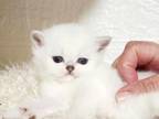 British Shorthair Chinchilla Kitty Available