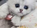 British Longhaired Silver Chinchilla Kitten Boy