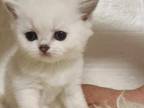 British Shorthair Adorable Kitten