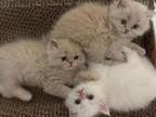 Persian Kitties