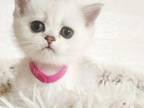 British Shorthair Silver Chinchilla Kitten Girl