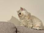Adorable Kitten