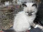 Very Special Ragdoll Himalayan Persian Cross Kitte