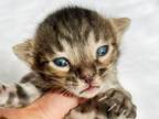 Gru Brown Charcoal Spotted Bengal Kitten