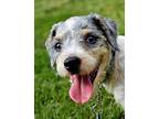 Tigger Shih Tzu Puppy Male