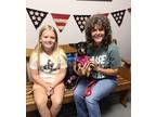 Penny~ Miniature Pinscher Female