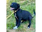 Zekie Labrador Retriever Puppy Male