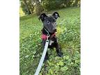 Moana Labrador Retriever Puppy Female