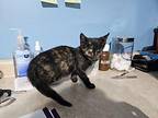 Gisele Domestic Mediumhair Kitten Female
