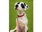 Cruella German Shorthaired Pointer Puppy Female