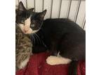 Tate Domestic Shorthair Kitten Male