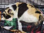 Frozen Cabana Princess Calico Young Female