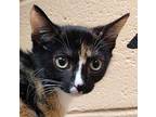 Peaches Domestic Shorthair Kitten Female