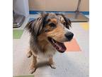 Cody Australian Shepherd Young Male