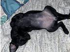 Sharkie Labrador Retriever Puppy Female