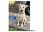 Shiloh German Shepherd Dog Puppy Male