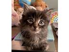 Faith Domestic Longhair Kitten Female