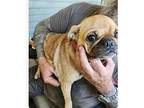 Tina~ Pug Female