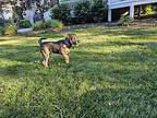 Bangs Terrier (Unknown Type, Medium) Puppy Female