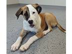 Mila St. Bernard Young Female