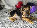 Lilo Labrador Retriever Puppy Female