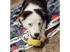 Sprite Australian Shepherd Puppy Female