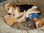 Cyber Beagle Puppy Male