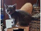 Jam Domestic Shorthair Kitten Male