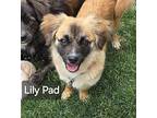 Lily Pad Pekingese Adult Female