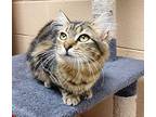 Gianna Domestic Longhair Young Female