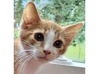 Cri-Kee Domestic Shorthair Kitten Male