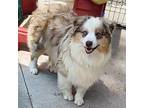 Maverick Australian Shepherd Young Male